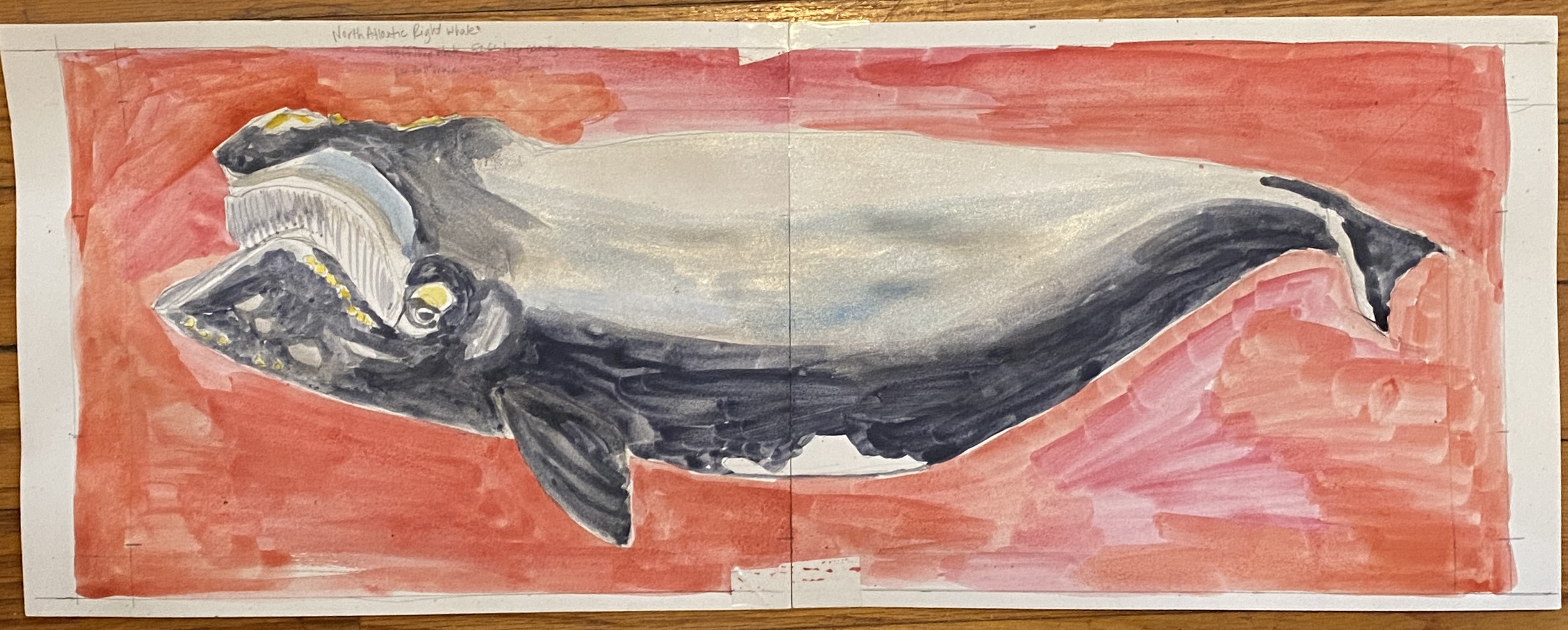 Sketch of the North Atlantic Right Whale.